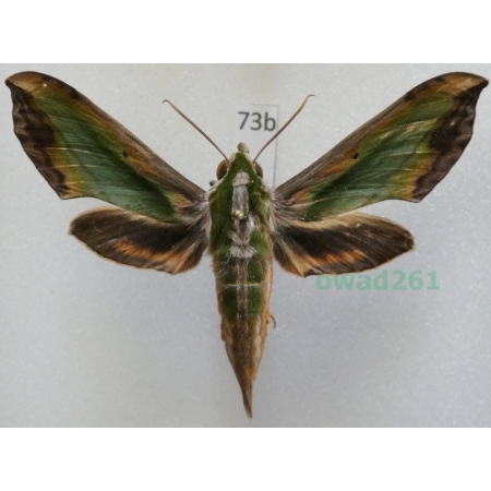 Pergesa acteus (Cramer, 1779) ex. ovo Thailand 63mm73b